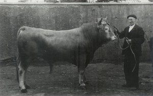 Raza Ternera de Navarra